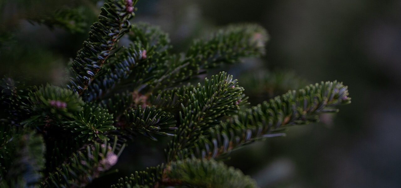 Header Bild Vivarium nimmt am 10. Januar Bio-Weihnachtsbäume an